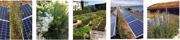 biodiversité toitures végétalisées solaires