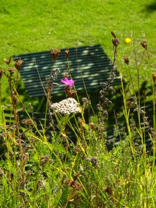Photo Init Environnement toit végétalisé biodiversité